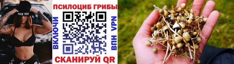 цена   Кисловодск  Галлюциногенные грибы Cubensis 